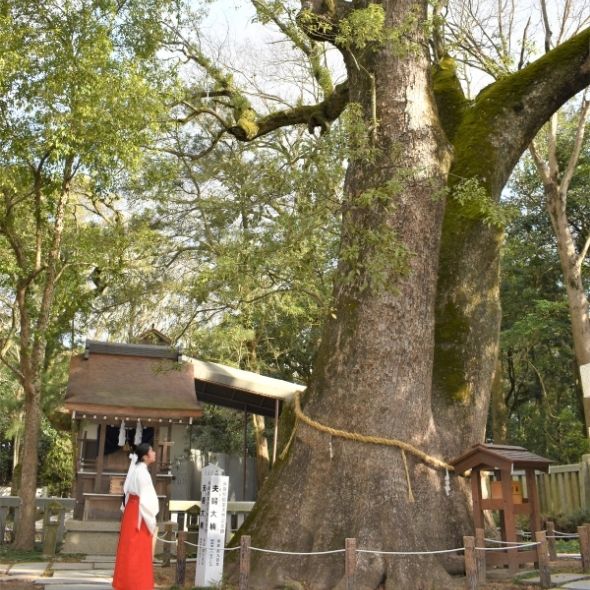 大楠