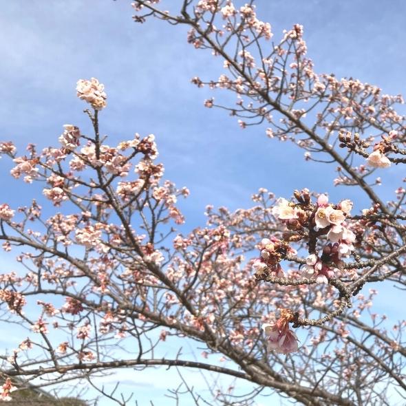 早咲き桜