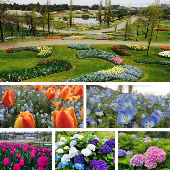 明石海峡公園の花たち