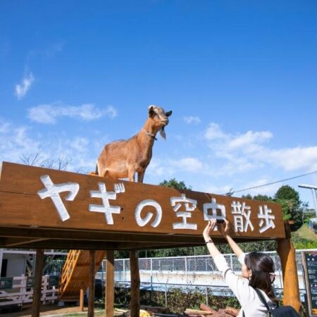 ヤギの空中散歩