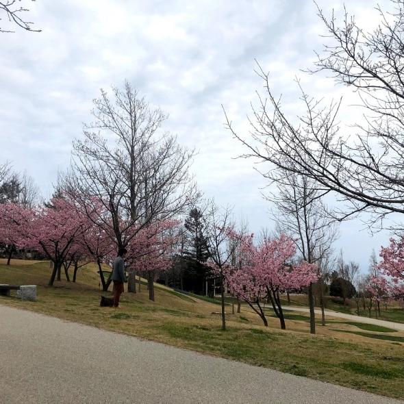 兵庫県立淡路島公園の桜