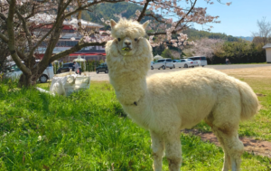 ラアルくんアイキャッチ