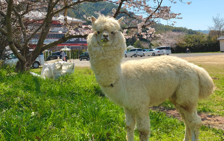 ラアルくんアイキャッチ
