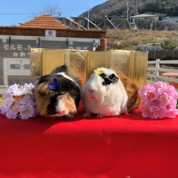 モルモット