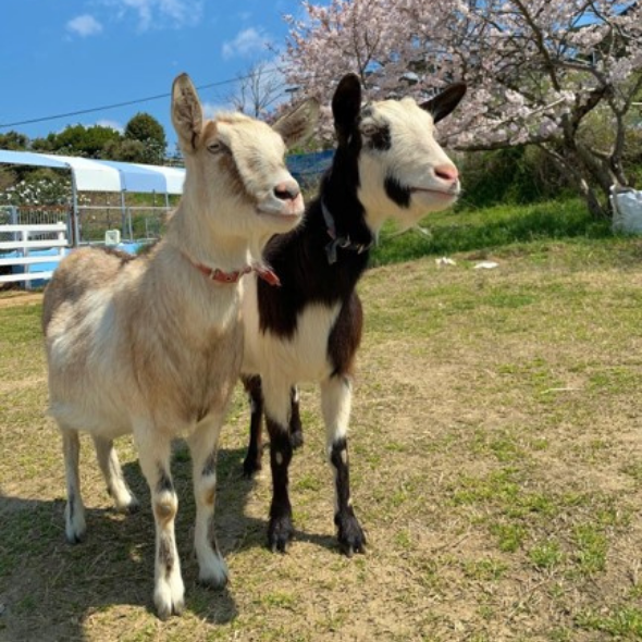 ヤギ