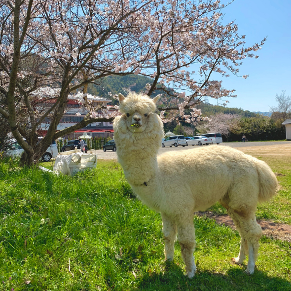 ラアル