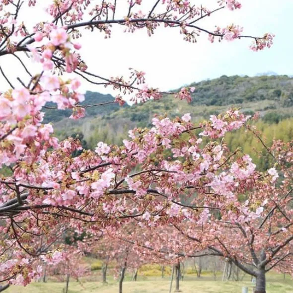 早咲き桜