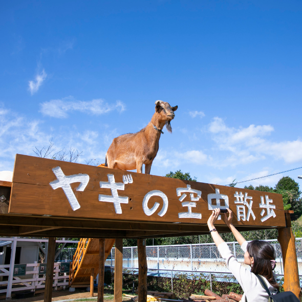 ヤギの空中散歩