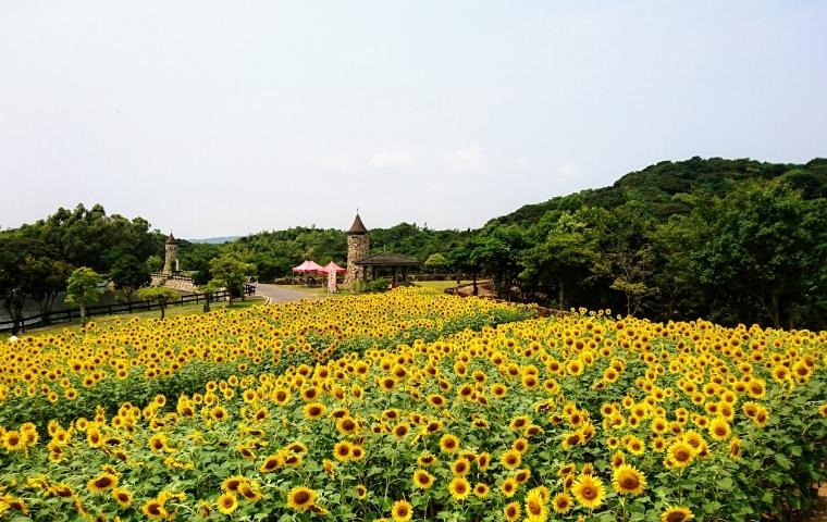イングランドの丘の花畑