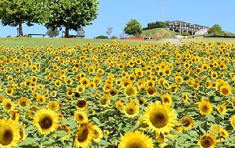 花ざしきに広がるひまわり