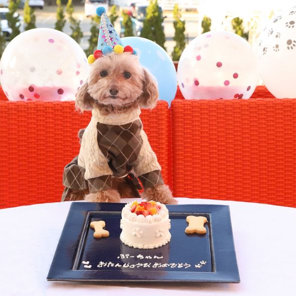 犬