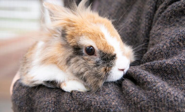 うさぎさんウィーク
