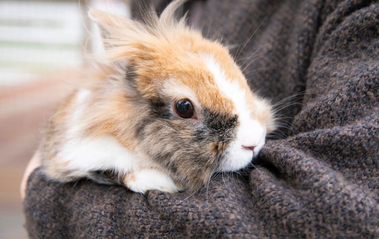 うさぎさんウィーク